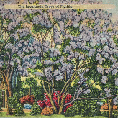 The Jacaranda Trees of Florida