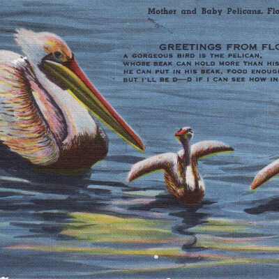Mother and Baby Pelicans, Florida
