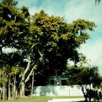 Key West Lighthouse tree: Copyright: © Key West Art & Historical Society; Origformat: Print-Photographic