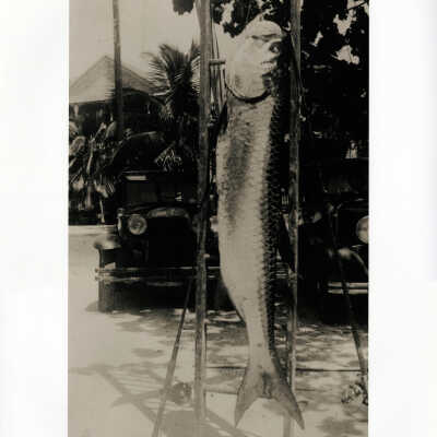 A Man-Sized Tarpon Hangs from a Ladder