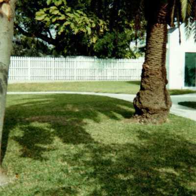 Key West Lighthouse tree: Copyright: © Key West Art & Historical Society; Origformat: Print-Photographic
