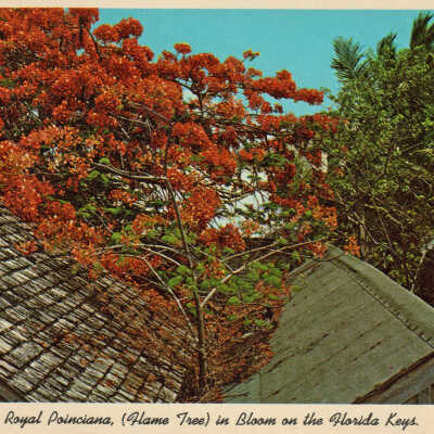 Royal Poinciana Tree