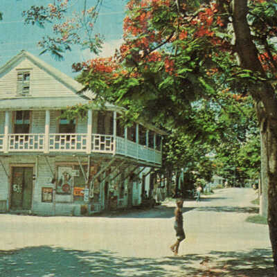 Royal Poinciana Tree on Thomas Street