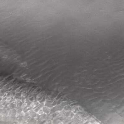 Swimming dolphins: Copyright: © Key West Art & Historical Society; Origformat: Print-Photographic