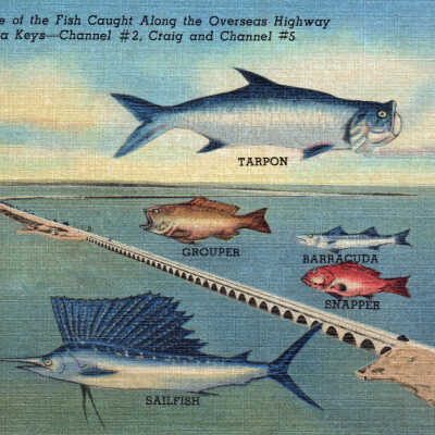 Some of the Fish Caught Along the Overseas Highway, Florida Keys—Channel #2, Craig and Channel #5