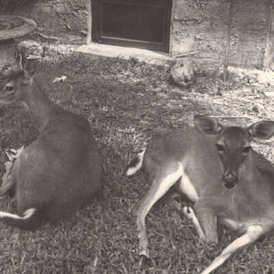 Two Pet Deer