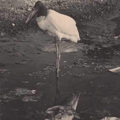 Long-legged bird: Copyright: © Key West Art & Historical Society; Origformat: Print-Photographic