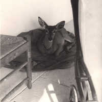 Elfina the Deer