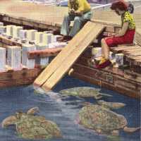 Turtle Kraals, Key West