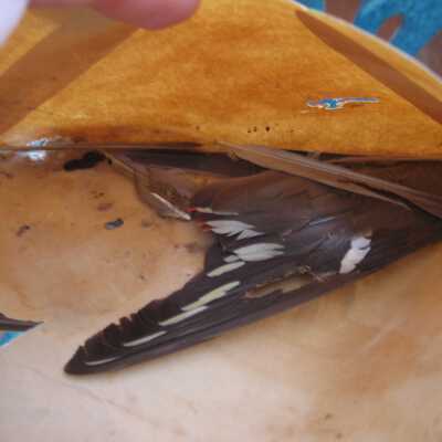 Wing inside envelope