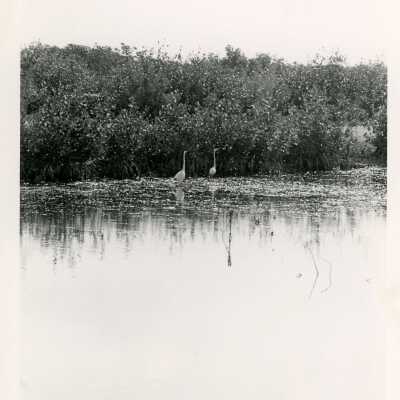 Egrets in the Mangroves