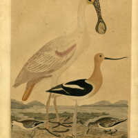 1. Roseate Spoonbill: 2.American Avoset: 3. Ruddy Plover: 4. Semipalmated Sandpiper