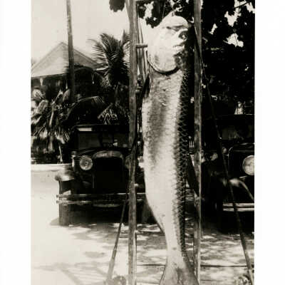 A Man-Sized Tarpon Hangs from a Ladder