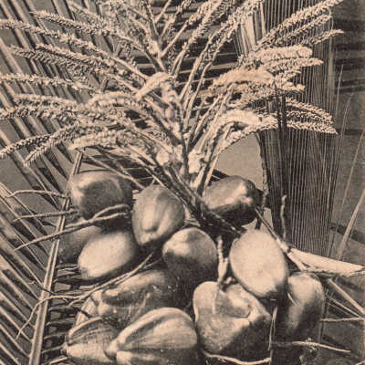 Cocoanuts, Bloom and Leaves, Key West