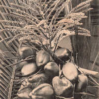 Cocoanuts, Bloom and Leaves, Key West