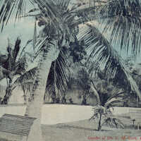 Garden of Mr. G. H. Curry, Key West, Fla.
