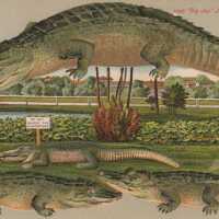          Alligator “Big Joe” in Jacksonville
   