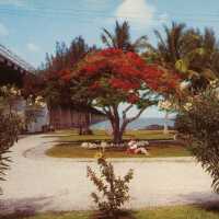 Poinciana Tree on Pigeon Key