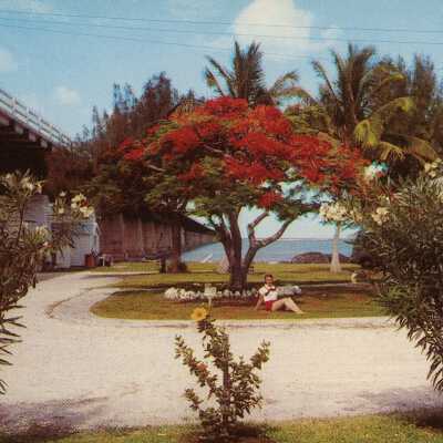 Poinciana Tree on Pigeon Key
