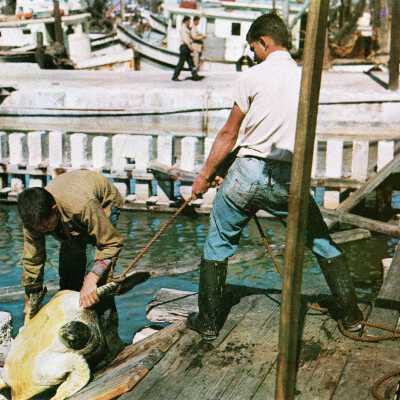 Turtle Kraals, Key West