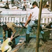 Turtle Kraals, Key West