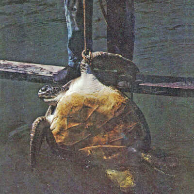 Giant Turtle, Key West