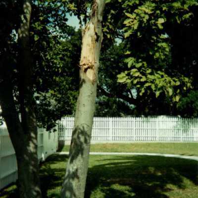 Key West Lighthouse tree: Copyright: © Key West Art & Historical Society; Origformat: Print-Photographic