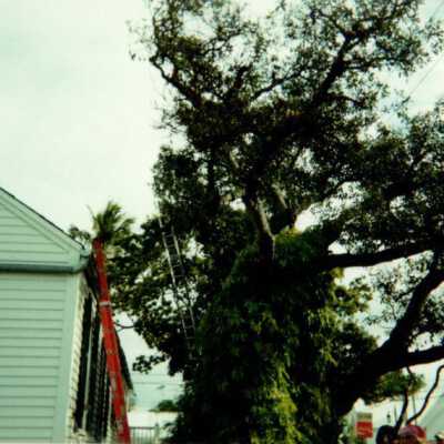 Key West Lighthouse tree: Copyright: © Key West Art & Historical Society; Origformat: Print-Photographic