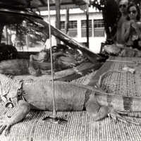 Iguanas