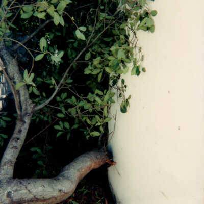 Key West Lighthouse grounds