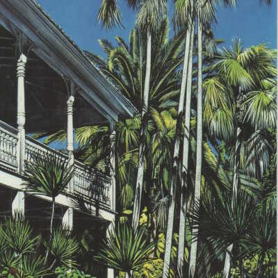 Key Palms
