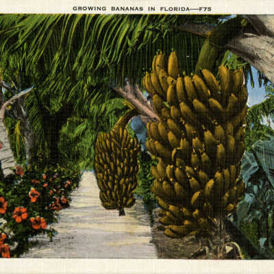 Growing Bananas in Florida