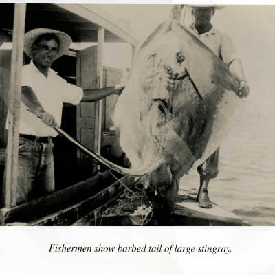 Fishermen show Barbed Tail of Large Stingray