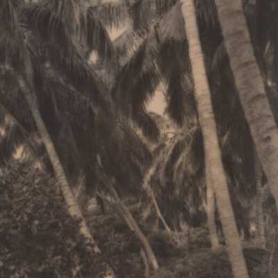Palm trees: Copyright: © Key West Art & Historical Society; Origformat: Print-Photographic