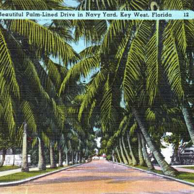 Beautiful Palm-Lined Drive in Navy Yard, Key West, Florida