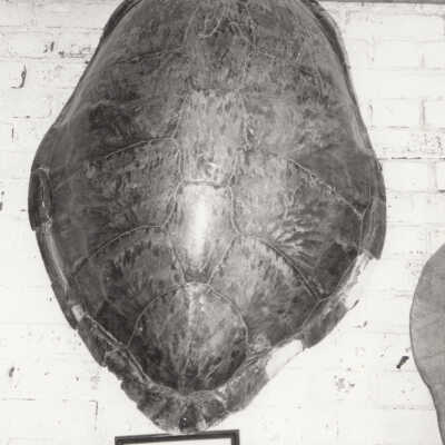Turtle Display at Fort East Martello