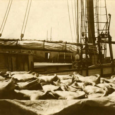 Turtles in Key West Bight