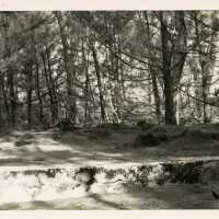 A wooded area.