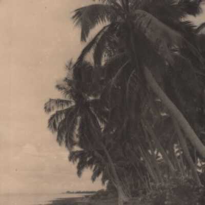 Palm trees: Copyright: © Key West Art & Historical Society; Origformat: Print-Photographic