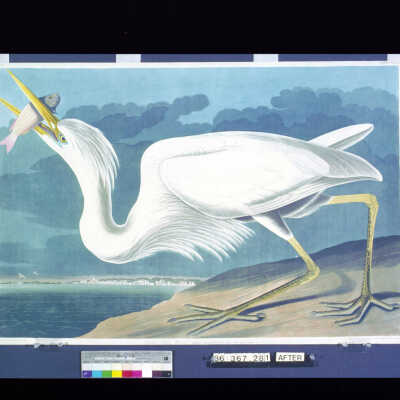 Great White Heron