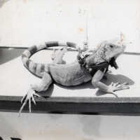 Iguana