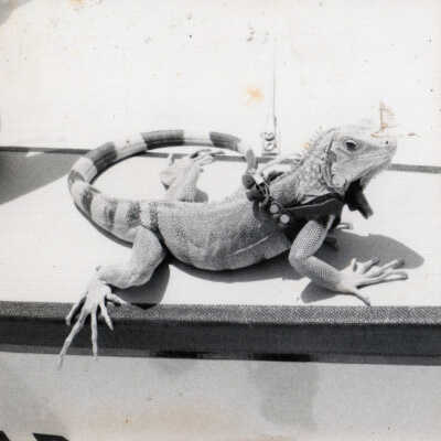 Iguana