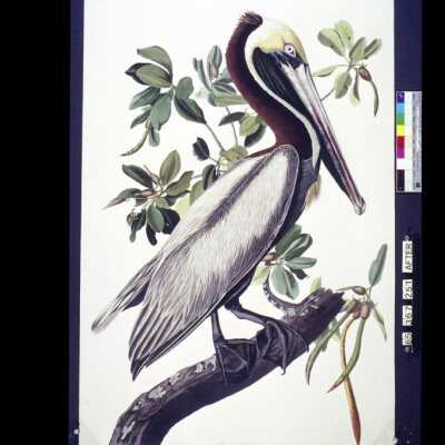 Brown Pelican: Copyright: © Key West Art & Historical Society; Origformat: Negative; Resolution: 300 dpi