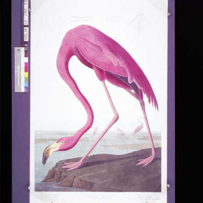 American Flamingo