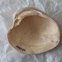 Shell Tool