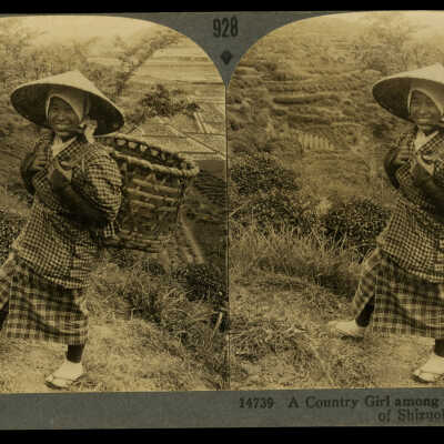 A Country Girl Among the Famous Tea Fields of Shizuoka, Japan