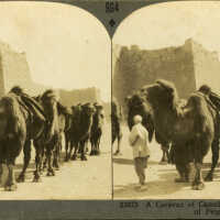 A Caravan of Camels, Outside the City Walls of Peiping, China