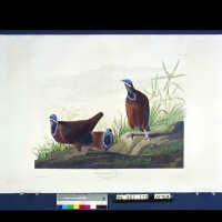 Blue-headed Pigeon
