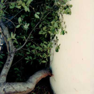 Key West Lighthouse grounds: Copyright: © Key West Art & Historical Society; Origformat: Print-Photographic