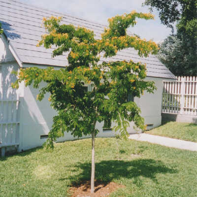 Tree at the Key West Lighthouse